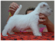 Westhighlandský biely teriér - šteniatko z CHS Biele Karpaty